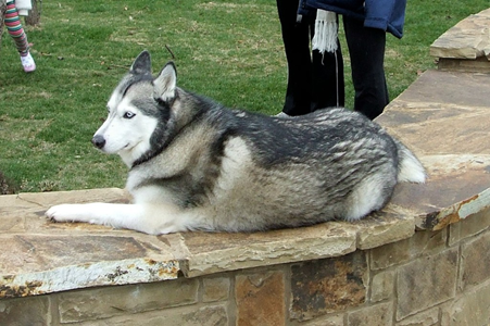 Wagging Tail Dog Park Opening 38.JPG